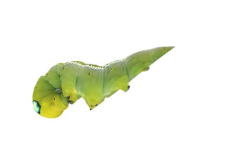 Stock Photo:.Green Caterpillar on white background.