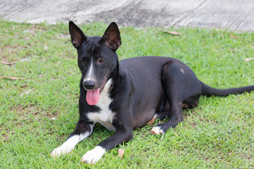 Dog lying on the grass