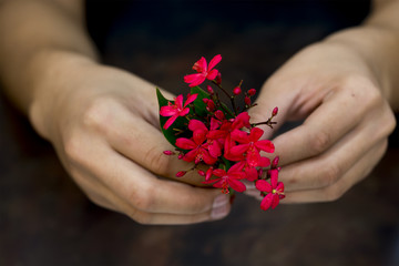 Fototapeta na wymiar Still life of hand holding red flower on dark background