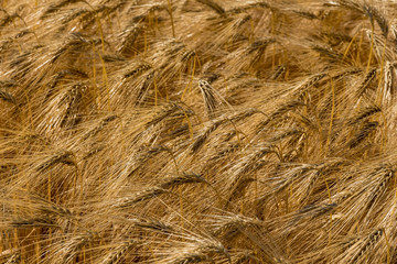 Gerstenfeld vor der Ernte