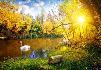 Peel and stick wall murals Swan White swan on lake