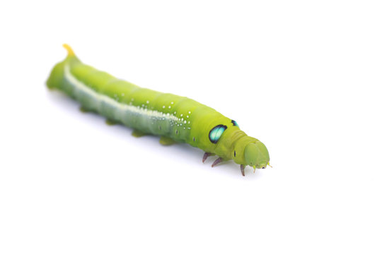 Stock Photo:.Green Caterpillar on white background.