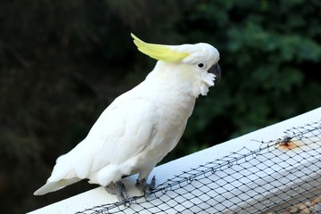 Cacatoès à huppe jaune