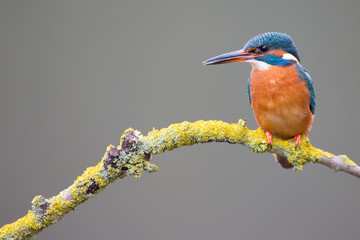 Obraz premium Kingfisher