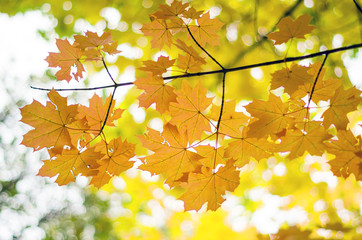 Maple leaves in autumn