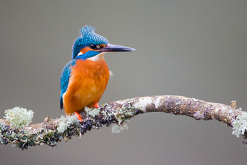 Kingfisher