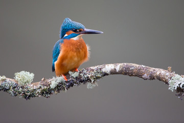 Obraz premium Kingfisher