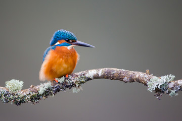 Kingfisher
