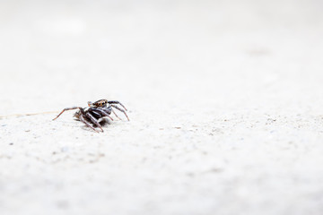 Jumping spider