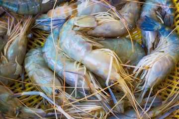 Fototapeta premium shrimp fresh seafood
