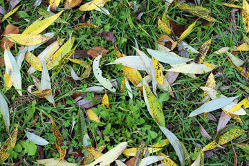 background leaves on the ground