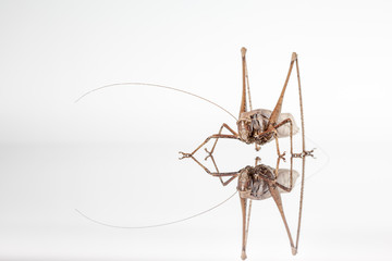 Grasshopper