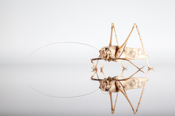 Grasshopper