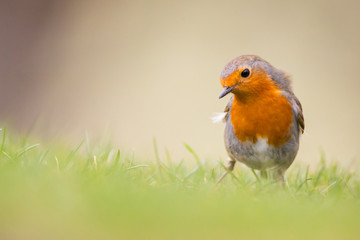 Robin
