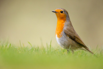 Robin