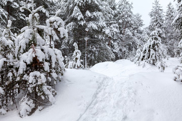 Footpath with traces in snow at wintry forest, nobody