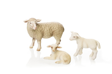 Schaf mit jungen als Freisteller