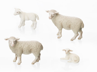 Schafe auf weissem Hintergrund