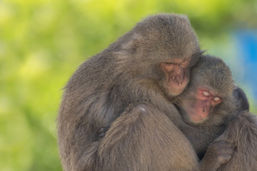 なかよしの猿