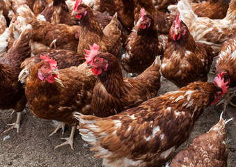 poules en plein air et poulailler