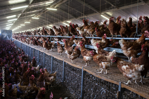 Poules En Plein Air Et Poulailler Photo Libre De Droits Sur La