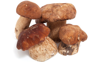 Group of mushrooms on white background