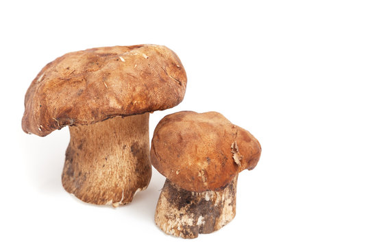 Two mushroom standing on a white background