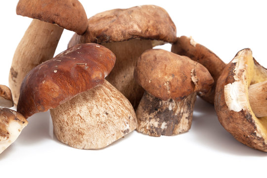 Group of fresh mushrooms closeup