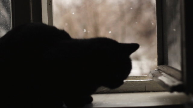 Black cat sits by the open window. Snow outside the window