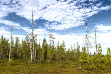 Scenic landscape of nature in Siberia