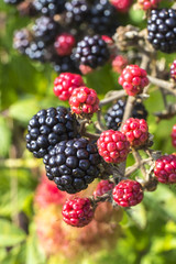 Close up of ripe and ripening wild blackberries