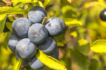 Close up of ripe wild sloes in an English hedgerow