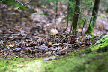 Autumn forest ground with mushroom