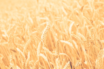 background, backdrop of  yellow ears on the beautiful golden wheat field