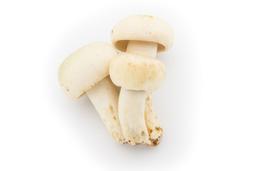 Wild mushroom