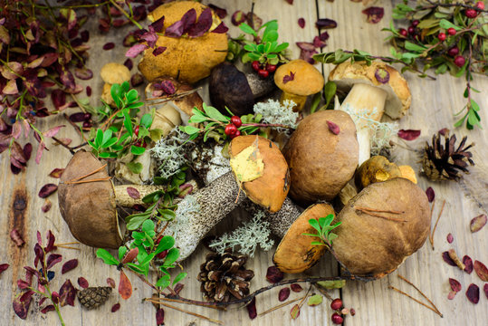 Boletus mushrooms on wood with autumn leaves and cranberry