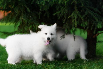 two White Swiss Shepherds puppies 