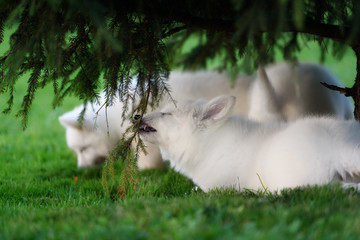 two White Swiss Shepherds puppies 