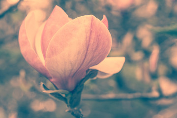  Blossoming of magnolia flowers in spring time