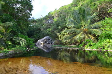 Tropical scenery near still pond