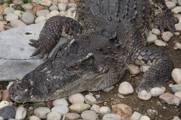 crocodile in the zoo