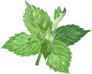 isolated green mint branch illustration