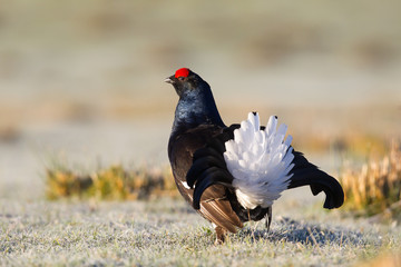 Black Grouse on a frosty morning in Scotland during a lek - 93900675