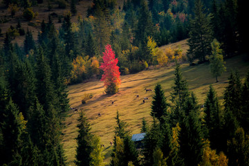 Autumn on the hill