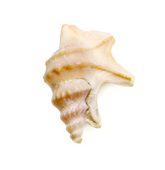 aporrhais pespelecani seashell isolated on white