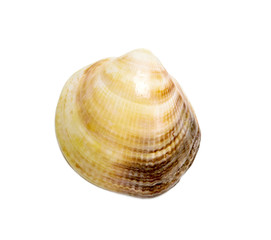 shell of bivalve over white