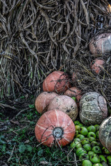 Heap of pumpkin and green apples with corn dry straw