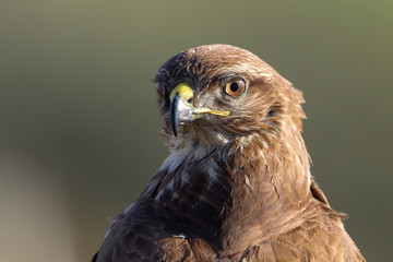 Buzzard with prey and portrait