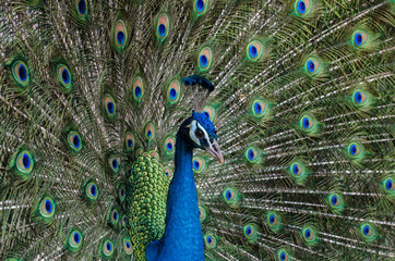 Obraz premium Portrait of Beautiful Peacock