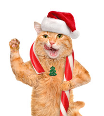 Cat in red  hat holds a Christmas candy. Isolated on white.